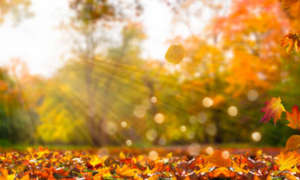 Retrouver énergie et bien-être en automne - Luminothérapie naturelle